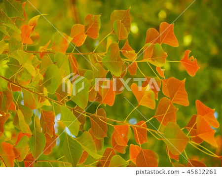 Beautiful gooseberry leaf of a nankin goby Beautiful gooseberry leaf of a nankin goby 45812261