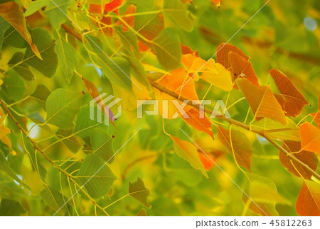 The color of the leaves of the Nankin Haze The color of the leaves of the Nankin Haze 45812263