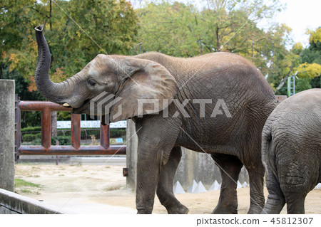 African elephant African elephant 45812307
