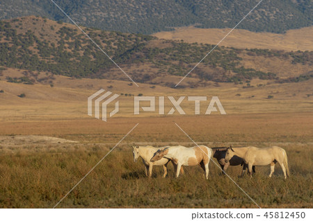 Wild horses in the Utah Desert Wild horses in the Utah Desert 45812450