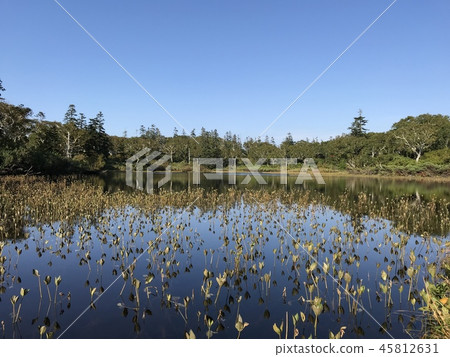 Shinsen swamp 45812631