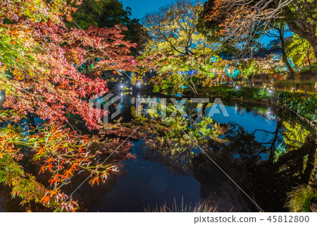 Autumn leaves light up ~ Hikari Akari ~ 2018 Autumn leaves light up ~ Hikari Akari ~ 2018 45812800