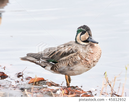 花臉鴨 45812932