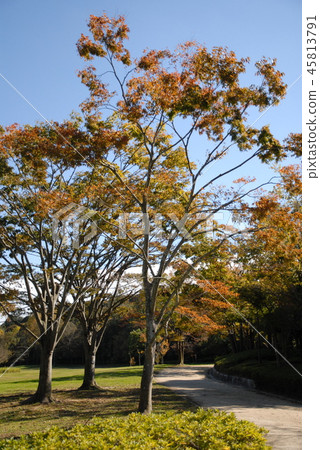 一個熟悉的公園在秋天 一個熟悉的公園在秋天 45813791