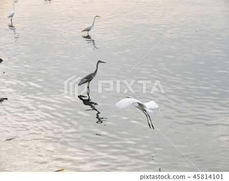 Birds at riverside Birds at riverside 45814101