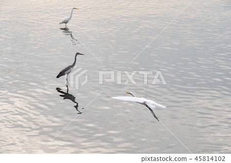 Birds at riverside Birds at riverside 45814102
