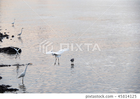 Birds at riverside 45814125