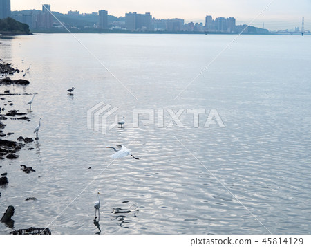 Birds at riverside 45814129