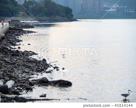 Birds at riverside 45814144