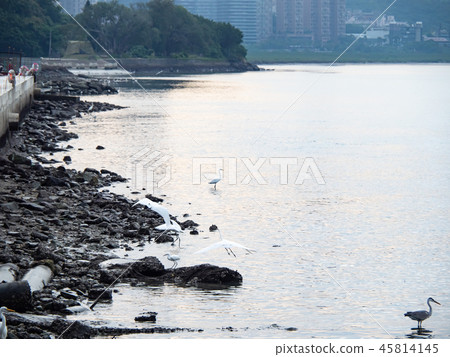 Birds at riverside Birds at riverside 45814145