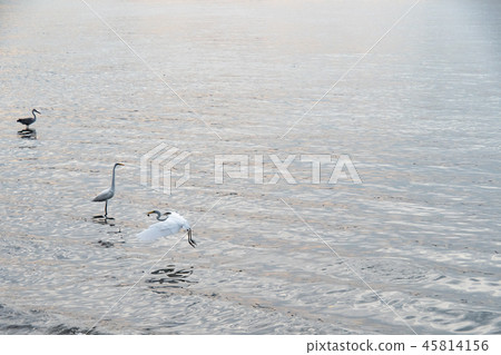 Birds at riverside 45814156