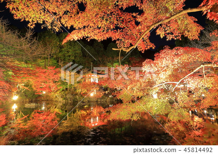 Zenji Temple Autumn leaves to see at night Zenji Temple Autumn leaves to see at night 45814492