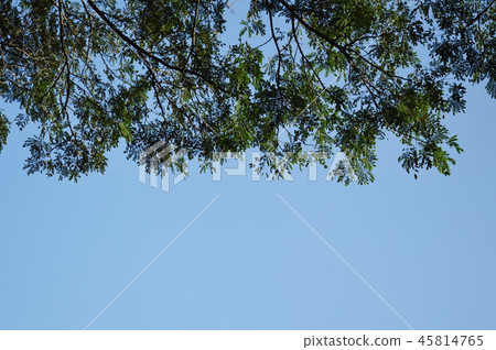 leaf on branch on bright sky background leaf on branch on bright sky background 45814765