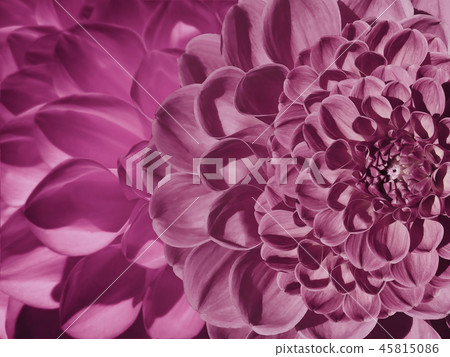 Floral pink background. Flower dahlia flowers.  45815086