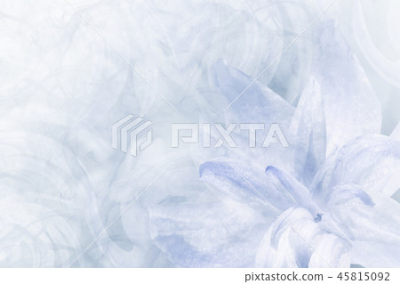 Floral blue-white background. Petals lily flower Floral blue-white background. Petals lily flower 45815092