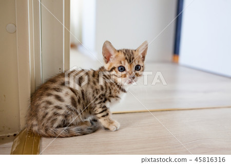 Cute bengal cat kitten at home 45816316