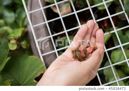 魚飼料 45816471
