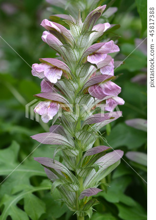 Balkan bears breeches 45817388