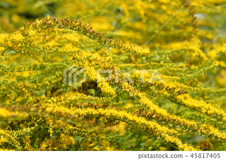 Tall goldenrod Tall goldenrod 45817405