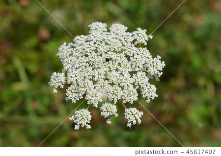 Corky-fruited water-dropwort Corky-fruited water-dropwort 45817407