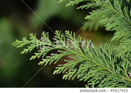 Lawson cypress Kelleris Gold 45817423