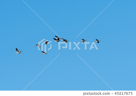 Migrating cranes flying in a line 45817675