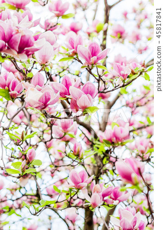 magnolia soulangeana blossoming, spring time 45817841