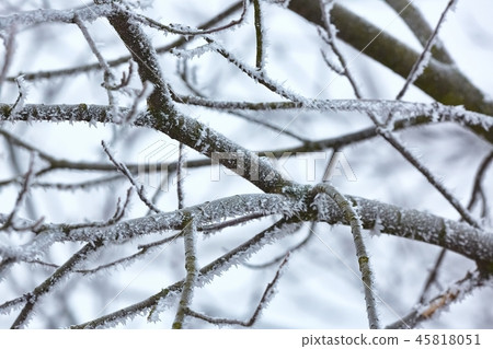 Icy Frosted Branches 45818051