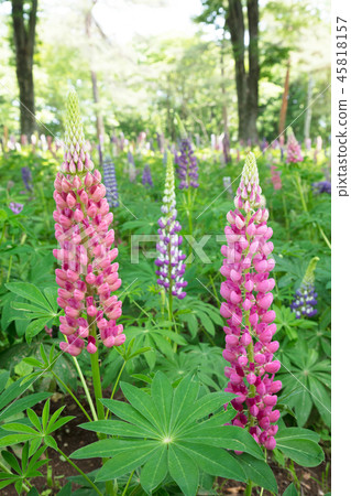 羽扇豆花 45818157