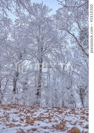 White winter forest in a cold winter day. White winter forest in a cold winter day. 45818300