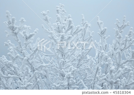 White winter forest in a cold winter day. 45818304