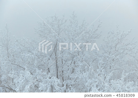 White winter forest in a cold winter day. White winter forest in a cold winter day. 45818309