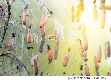 Colony of moth larvae closeup in the web on tree Colony of moth larvae closeup in the web on tree 45818476