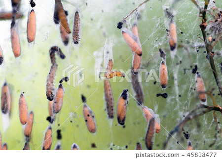 Colony of moth larvae closeup in the web on tree Colony of moth larvae closeup in the web on tree 45818477
