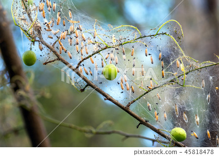 Colony of moth larvae closeup in the web on tree Colony of moth larvae closeup in the web on tree 45818478