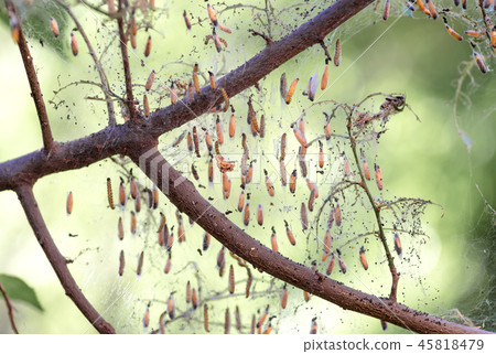 Colony of moth larvae closeup in the web on tree Colony of moth larvae closeup in the web on tree 45818479