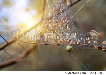 Colony of moth larvae closeup in the web on tree 45818485