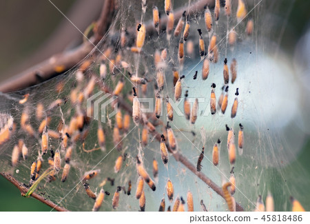 Colony of moth larvae closeup in the web on tree 45818486
