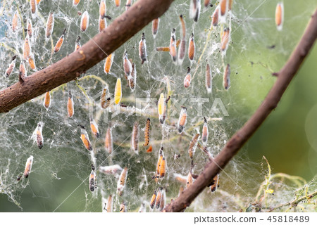 Colony of moth larvae closeup in the web on tree Colony of moth larvae closeup in the web on tree 45818489