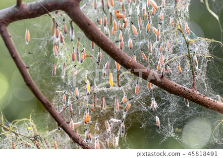 Colony of moth larvae closeup in the web on tree Colony of moth larvae closeup in the web on tree 45818491