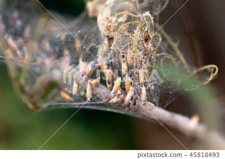 Colony of moth larvae closeup in the web on tree 45818493