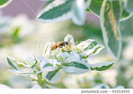 wasp close up sits on a flower, natural background 45818495