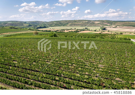 Beautiful vineyard landscape ready for harvest 45818886