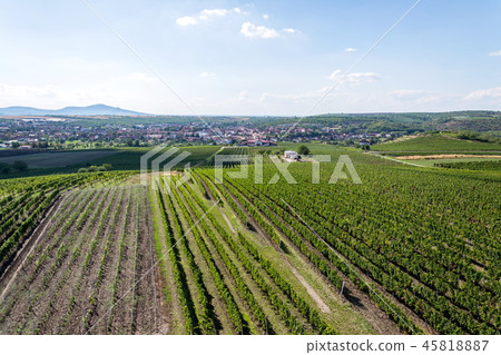 Beautiful vineyard landscape ready for harvest 45818887