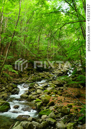 Tokuwa Valley in summer 45819537