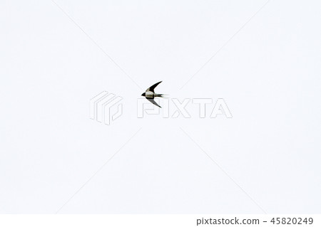 Swallow Swallow 45820249