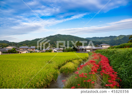 Nara Asukamura Corridor of Asuka light Cluster amaryllis in front of Tachibana-ji Temple 45820356