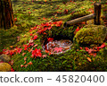 Autumn leaves hand bowl Autumn leaves hand bowl 45820400