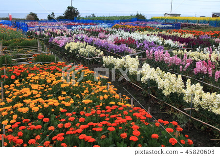 Flower garden Flower garden 45820603