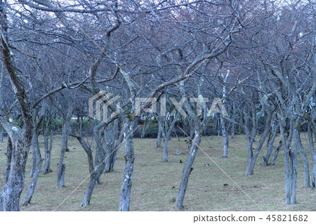 落葉茂密的灌木 45821682